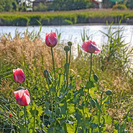 Appartement Usedom Usedom Town